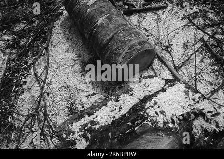 Monochrom-Foto, Trümmer von Stamm und Zweige von einem gefällten Baum, Cikancung - Indonesien Stockfoto