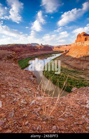 Eine tote Wüstentrompetenpflanze am Überblickspunkt des Goose Neck des Colorado River im Meander Canyon, Moab, Utah. Stockfoto