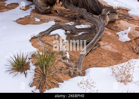 Narrowleaf Yucca & Kaktus aus stacheliger Birne, der im Winter an den verdrehten Wurzeln eines Wacholderbaums wächst. Canyonlands NP, Utah. Stockfoto