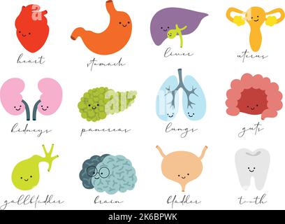 Menschliche innere Organe Satz von glücklichem Herzen, Magen, Leber, Gebärmutter, Nieren, Bauchspeicheldrüse, Lunge, Darm, Gallenblase, Gehirn, Blase, Zahn aufziehen Stock Vektor