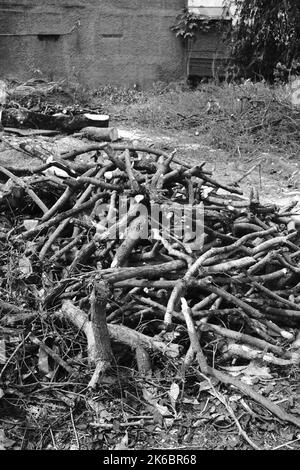 Monochrom-Foto, Trümmer von Stamm und Zweige von einem gefällten Baum, Cikancung - Indonesien Stockfoto