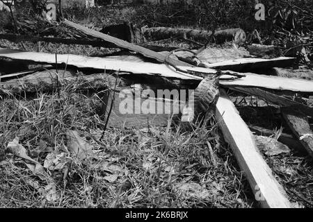 Monochrom-Foto, Trümmer von Stamm und Zweige von einem gefällten Baum, Cikancung - Indonesien Stockfoto