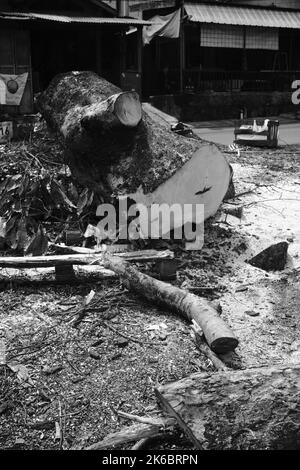 Monochrom-Foto, Trümmer von Stamm und Zweige von einem gefällten Baum, Cikancung - Indonesien Stockfoto