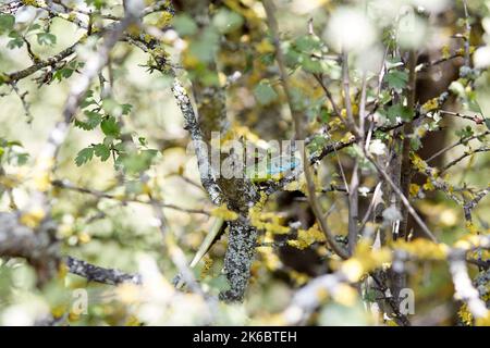 Eidechse auf einem Baum Vorderansicht Nahaufnahme selektiver Fokus. Lacerta Viridis Stockfoto