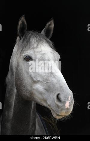 Porträt und Nahaufnahme eines weißen Pferdes Stockfoto
