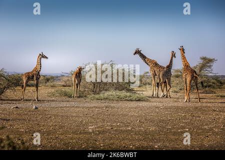 Eine Gruppe von Giraffen grast im Serengeti Nationalpark, Tansania Stockfoto