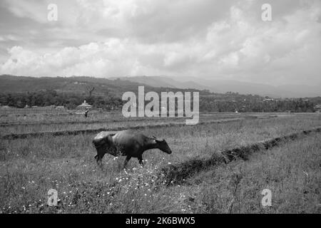 Monochromes Foto, Ein Büffel, der mitten in einem Reisfeld herumstreift, Cikancung - Indonesien Stockfoto