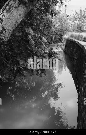 Monochrom-Foto, Bewässerungskanal fließt durch Reisfeld Stockfoto