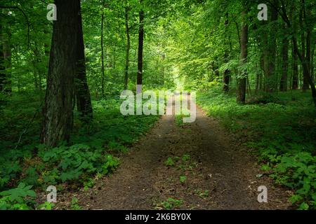 Ein Feldweg durch einen dichten und grünen Wald in Polen Stockfoto