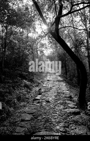 Eine vertikale monochrome Aufnahme einer malerischen Gasse in einem Herbstwald Stockfoto