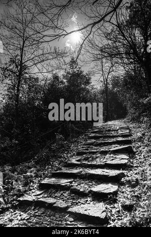 Eine vertikale monochrome Aufnahme einer malerischen Gasse in einem Herbstwald Stockfoto