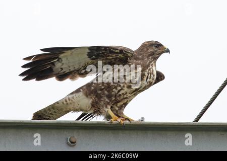 Gewöhnlicher Buzzard (Buteo buteo), der am 2022. Oktober Norfolk UK abheben wird Stockfoto