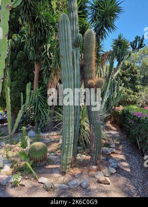 Eine Vertikale eines hohen Cardon grande Kaktus, Echinopsis terscheckii Stockfoto