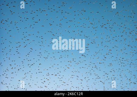 Ein Schwarm oder Murren von Staren zieht in den Himmel über Worthing an der Südküste Englands iun West Sussex, Großbritannien. Stockfoto