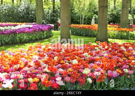 Schöne bunte Tulpen Blumen wachsen in Keukenhof Gärten, Holland. Stockfoto