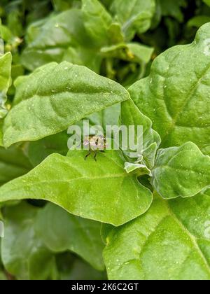 Eine vertikale Nahaufnahme von Nezara viridula, südgrüner stinkende Käfer auf grünen Blättern. Stockfoto