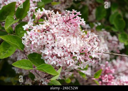 Syringa pubescens subsp. Microphylla 'Superba', Flieder 'Superba', Syringa microphylla 'Superba, sehr kleiner Flieder. Laubstrauch, langtubig, Ro Stockfoto