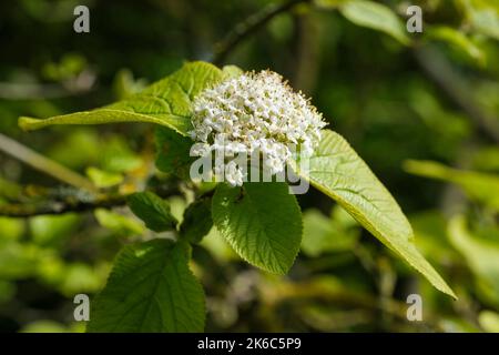 Viburnum lantana 'Aureum', Viburnum lantana 'Auratum', Viburnum aureum. Gelbe Blätter, cremig-weiße Blüten im späten Frühjahr Stockfoto