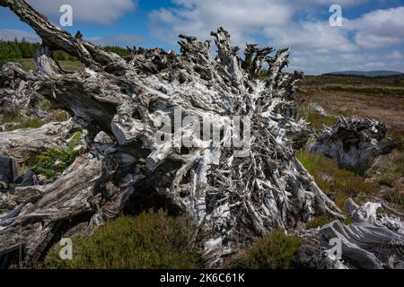 Ein maschinengeschnittenes Torfmoor in Irland. Baumstümpfe, Mooreiche, Überreste eines Waldes, der hier vor Hunderten oder Tausenden von Jahren gewesen sein muss. Stockfoto