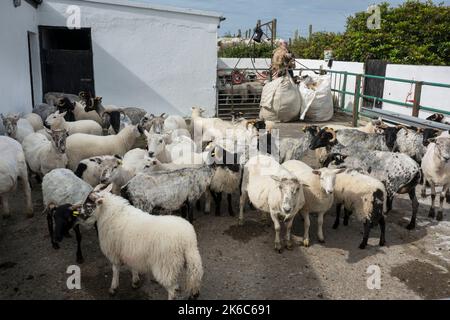 Eine Herde Schafe wartet leise. Einige warten noch auf die Rasur, andere wurden bereits rasiert. Stockfoto