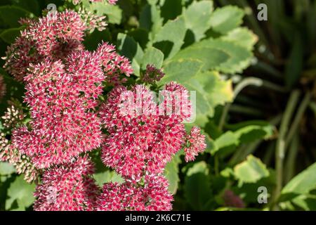 Sedum rosa Blumen in einem Blumenbeet. Pflanzen Sie im Garten. Herbstblume für Design. Spektabile Hybrida Carl wächst im Sommer. Herbstfreude blüht im Herbst Stockfoto