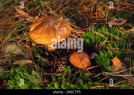 Essbarer Butterpilz auf einer Waldlichtung. Stockfoto