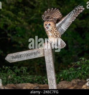 Waldkauz-Strix aluco ernährt sich von der Maus. Stockfoto