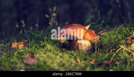 Weißer essbarer Pilz nach Regen in einer Waldlichtung im Herbst. Stockfoto