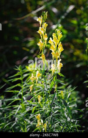 Gelbe Linaria vulgaris Blüten, auch bekannt als gewöhnlicher Toadflachs, gelber Toadflachs oder Butter-und-Eier, in den Wiesen in der Nähe von Belvedere Fogliense, ein lit Stockfoto