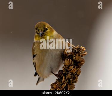 American Goldfinch Nahaufnahme Profil, thront auf Laub mit einem unscharfen Hintergrund in seiner Umgebung und Lebensraum Umgebung. Stockfoto