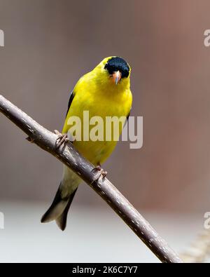 American Goldfinch Nahaufnahme Profil, thront auf einem Zweig mit einem unscharfen Hintergrund in seiner Umgebung und Lebensraum und zeigt gelbe Feder. Stockfoto