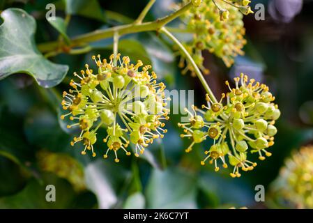 Hedera Helix in Blüte, wächst auf einem Baumstamm, in der Region Marken, Italien Stockfoto