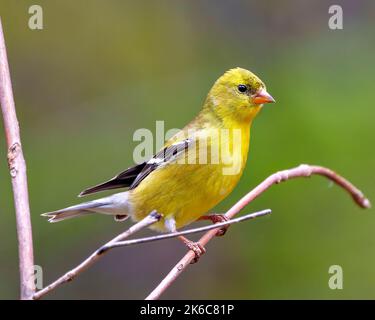 American Goldfinch Nahaufnahme Profil Ansicht, thront auf einem Zweig mit einem weichen unscharfen Hintergrund in seiner Umgebung und Lebensraum und zeigt gelbe Gefieder Stockfoto