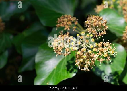 Hedera Helix in Blüte, wächst auf einem Baumstamm, in der Region Marken, Italien Stockfoto