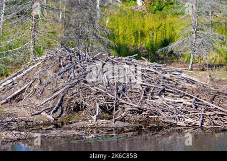 Beaver Lodge zeigt Bibereingang im Sommer und einen Vorratsstapel für Lebensmittel. Stockfoto