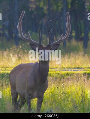 Stiermännchen, der auf dem Feld mit einem verschwommenen Waldhintergrund in seiner Umgebung und Umgebung herumläuft und Geweihe und braunes Fell zeigt. Stockfoto