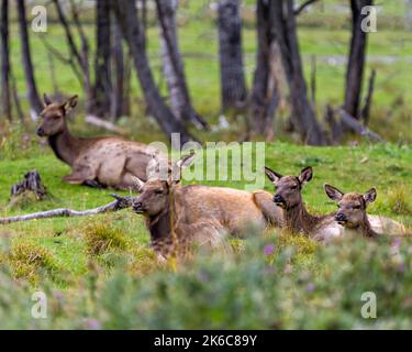 Elchweibchen, die auf dem Feld ruhen, mit einem unscharfen Waldhintergrund in ihrer Umgebung und ihrem Lebensraum. Red Deer Stock Foto und Bild. Stockfoto