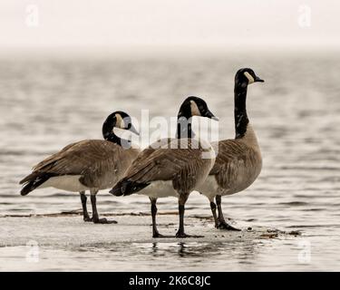 Kanadagänse auf Eiswasser im Frühling mit fallendem Schnee in ihrer Umgebung und ihrem Lebensraum. Gans. Stockfoto