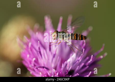 Der purpurrote Hartkopf, Centaurea nigra, blüht in Nahaufnahme mit einer weiblichen Marmelade-Schwebfliege, Episyrphus balteatus und einem verschwommenen Hintergrund aus Blättern. Stockfoto