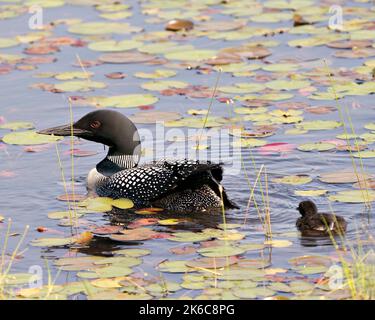 Gemeiner Loon und Baby-Küken schwimmen im Teich und feiern das neue Leben mit Seerosen Pads in ihrer Umgebung und Lebensraum Umgebung. Loon Stockfoto