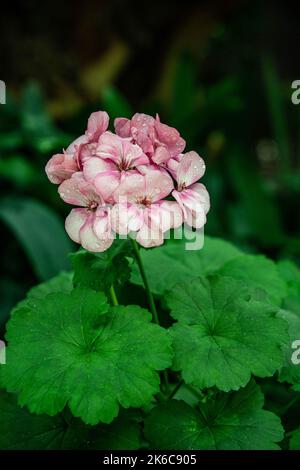 Pelargonium zonale ist eine Art von Pelargonium, die im südlichen Afrika in den westlichen Regionen der Kapprovinzen in der Familie der Geranie beheimatet ist Stockfoto