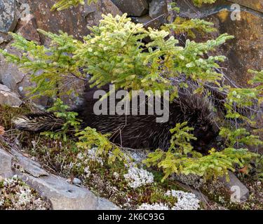 Nahaufnahme des Stachelschweins im Wald mit einem großen Felsen und Moos, das sich unter einem Nadelbaum in seiner Umgebung und Umgebung versteckt. Stockfoto