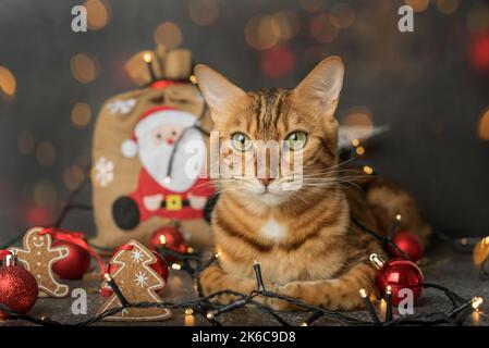 Eine Ingwer Hauskatze sitzt auf einem dunklen Hintergrund mit Weihnachtsbaumleuchten und Dekorationen. Weihnachtskarte. Stockfoto