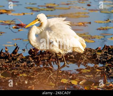 Große weiße Reiher Nahaufnahme Profil Seitenansicht sonnen in der Sonne in seiner Umgebung und Feuchtgebiet Lebensraum mit flauschigen weißen Flügeln. Stockfoto