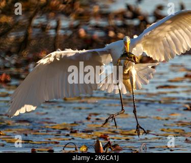 Silberreiher, der mit einem Fisch im Schnabel fliegt, zeigt ausgebreitete Flügel und wunderschönes weißes Federgefieder in seiner Umgebung und in seinem Feuchtgebiet. Stockfoto
