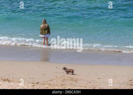 Eine Frau, die allein im Meer steht, mit einem Dachsund-Hund, der an ihr am Strand von Little Fistral in Newquay in Cornwall in Großbritannien vorbeiläuft. Stockfoto