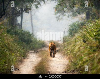 Ein bengalischer Tiger, der an einem heißen, feuchten Tag auf einer unbefestigten Straße im Chitwan Nationalpark in Nepal unterwegs ist. Stockfoto