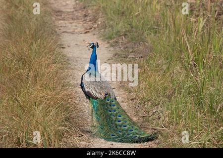 Ein Blick in schönen Farben auf einer unbefestigten Straße im Chitwan Nationalpark in Nepal. Stockfoto