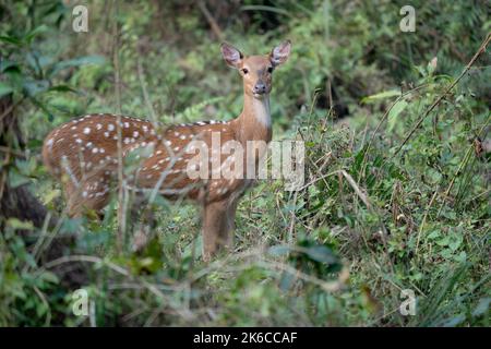 Ein gefleckter Hirsch oder Chital im Dschungel des Chitwan Nationalparks in Nepal. Stockfoto