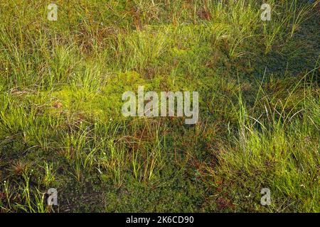 Sphagnum Moos auf dem Moor von Allen. Hier wurde die sphagnum-Transfer-Wiederherstellung erfolgreich angewendet. Stockfoto